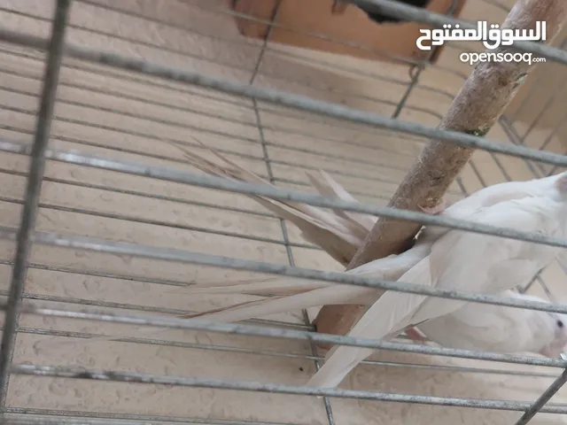 جوز عصافير كوكتيل البينو عين حمره جاهزين لبيض السعر الحرقق شوف الوصف