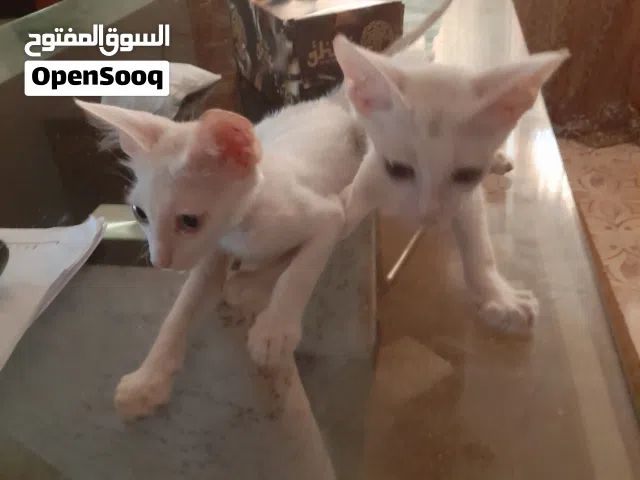 للبيع ثلاث قطط للبيع شيرازي