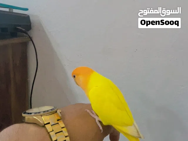 انتيه اورنج لفه تامه مروضه