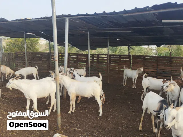 تيوس ضحايا مخصيه تربيه المزرعه السعر 125 ريال السويق الخبه