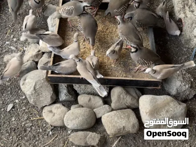 حجل  بكستاني للبيع