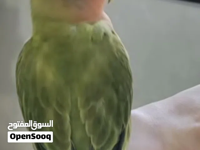 روز فرخ اليف