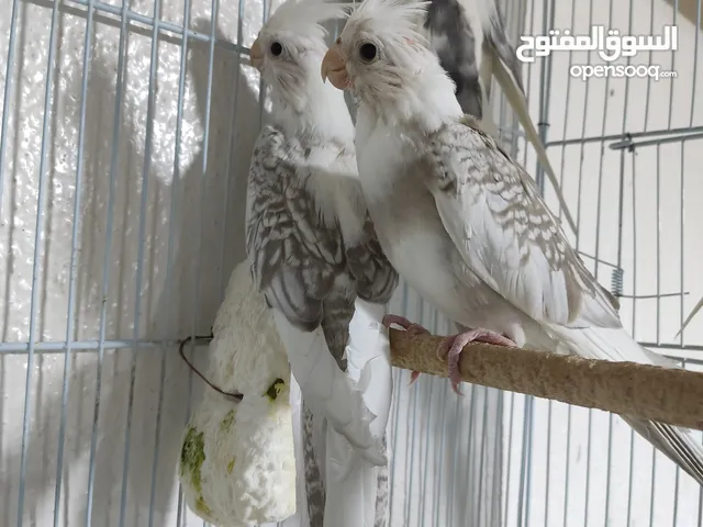 افارخ كوكتيل مسبع +غندوره ثنيه