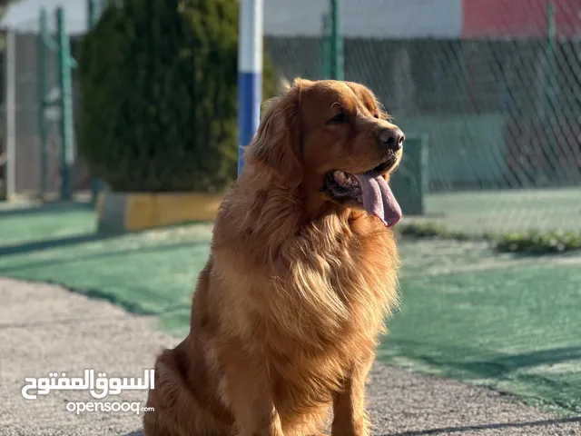 فندق الكلاب   أجنحة مريحة وآمنة