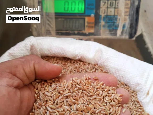 يوجد بر هلباء حضرمي بلدي على الشرط