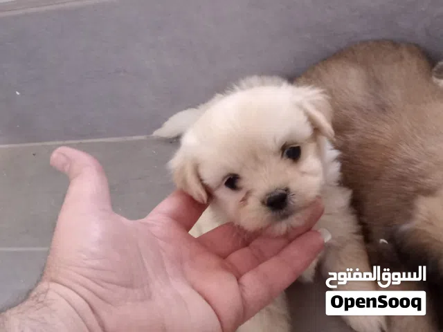 جراء مالتيز (Maltese) أصلية - عمر 45 يوم - صحة ممتازة ونظافة تامة
