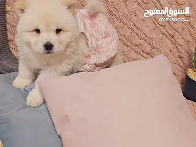 تشاو تشاو