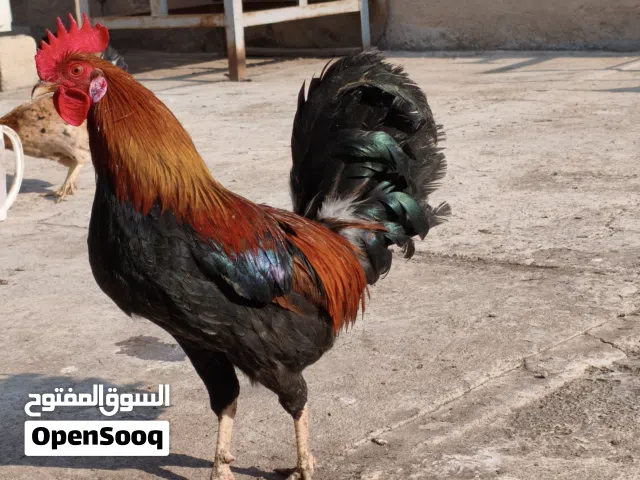 دجاج عربي   شرط الصحه والبيض