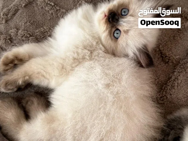 راغدول كيتين بيور