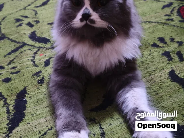 قطه هملايا عمرها 11 شهر نثيه