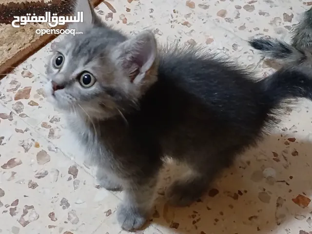 قطة مكس... للبيع ... الأم راغدول والأب عربي... قطة هادئة وناشطة