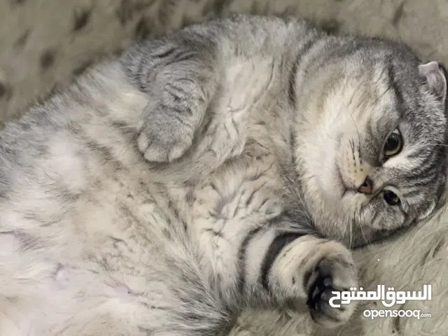 قط سكوتش فولد