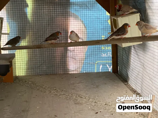 فناجس تفاصيل بالوصف