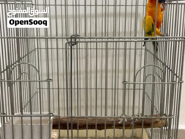 للبيع صن كنيور