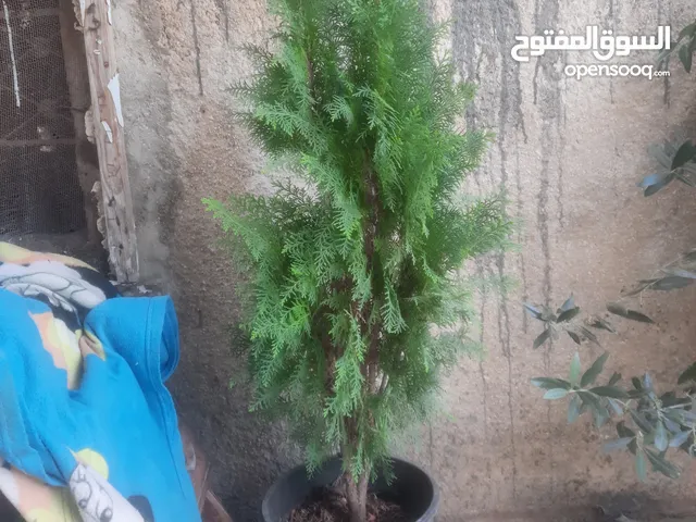 اشجار زينه ومثمر