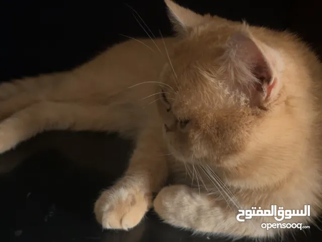 قط للتبني لمدة شهر واحد