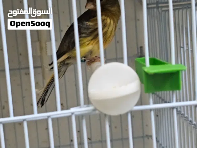 زوج كناري أمريكان سونجر 500