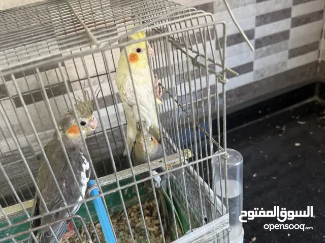 كوكتيل حبشي ولاتينو