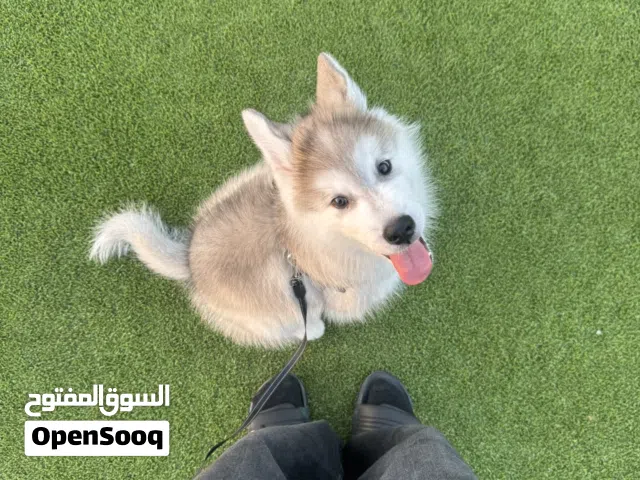 4 Month Male Husky