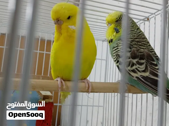 انكليزي خشن محلق عراقي