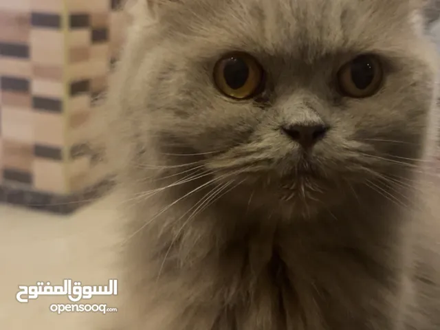 قطه ، أنثى للبيع