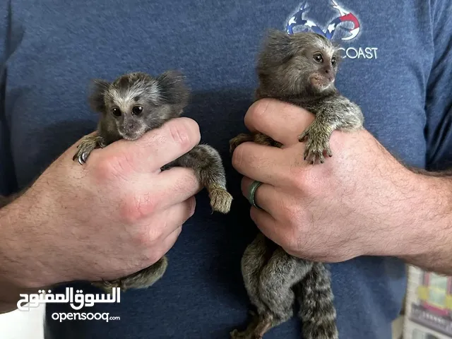 Hand Raised Marmoset Monkey for Sale