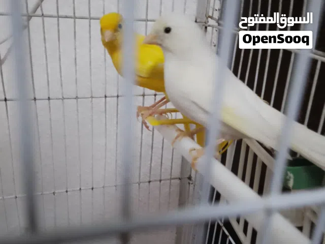 عصافير كناري بحالة ممتازة للبيع 2 أثنى 2 ذكر مع قفصهم الموقع الزرقاء جبل الأمير حمزة