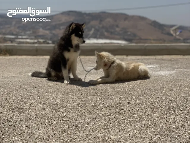 ذكر وأنثى هاسكي بسعر حرق