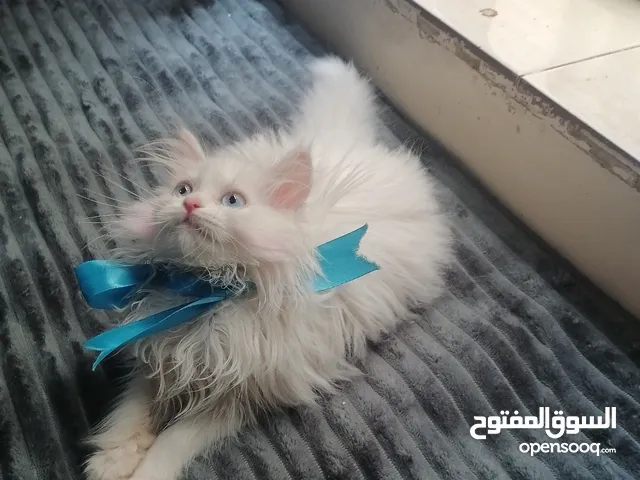 انثى شيرازي اصل'بيور' بيضاء بعيون زرق نظيفه وأليفه صحتها ممتازه ودبدوبه وشعرها طويل وكثيف