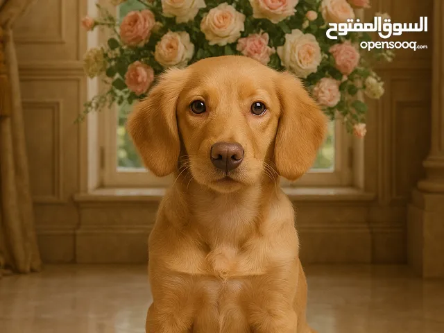 جولدن رتريفر مدربة باحتراف! Golden Retriever, high quality, professionally trained