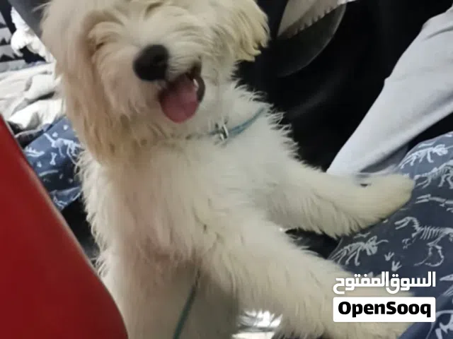 ذكر مالتيز