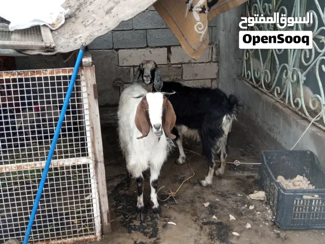 صخول عدد ثلاثه كل صخله هيه وابنها