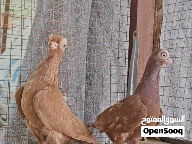 متاح جواز الماني نخبب جوزين وفحل المانيات ونفاخات جامبو نخب اول موجودات ب المفرق مخيم الزعتري