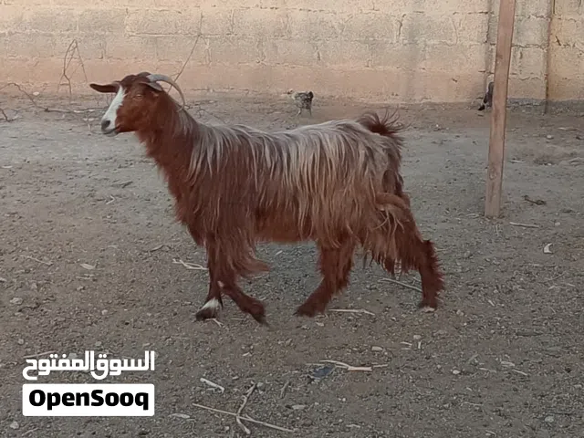شه من حلال بني سعيد فول سمنه