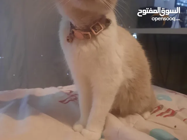 قطط مع أطفالها - Cat with the kittens