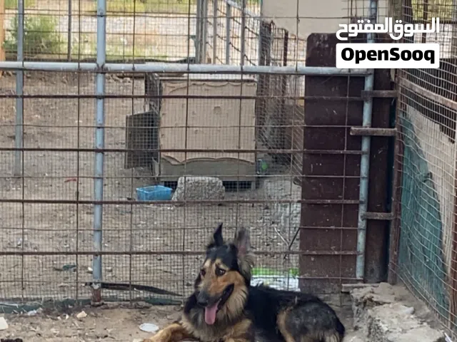 انثى جيرمن