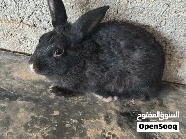 ارنب ذكر ونثه ثنين 6