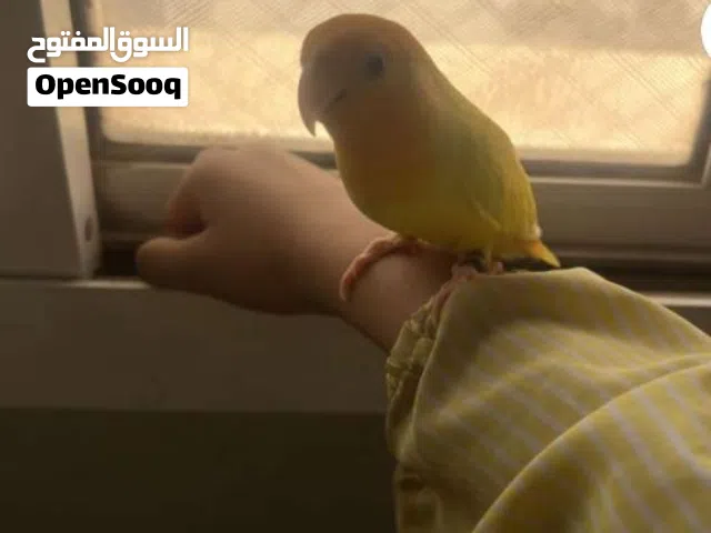 للبيع لايف بيرد متعلم طيران خارجي يمكنك المعاينة قبل الشراء 20دينار وغير قابل للتفاوض