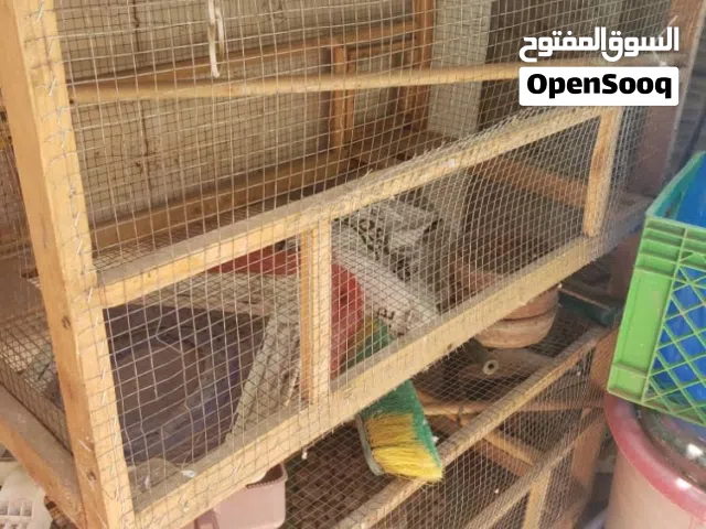 قفص خشب بدورين للعصافير والببغاوات السعر قابل للتفاوض