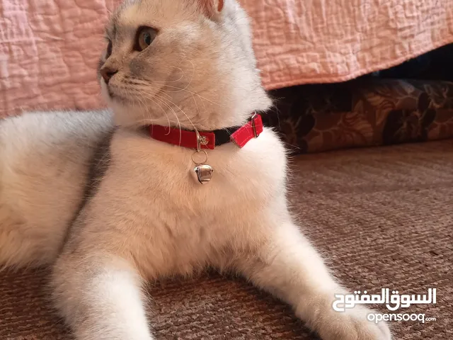 سكوتش ميكس بريتش