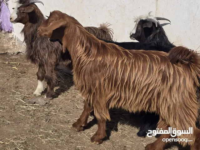 تيوس من حلال بني سعيد ذبايح سمان فول ما شا الله عليهن اخر ف الرأس بالجمله