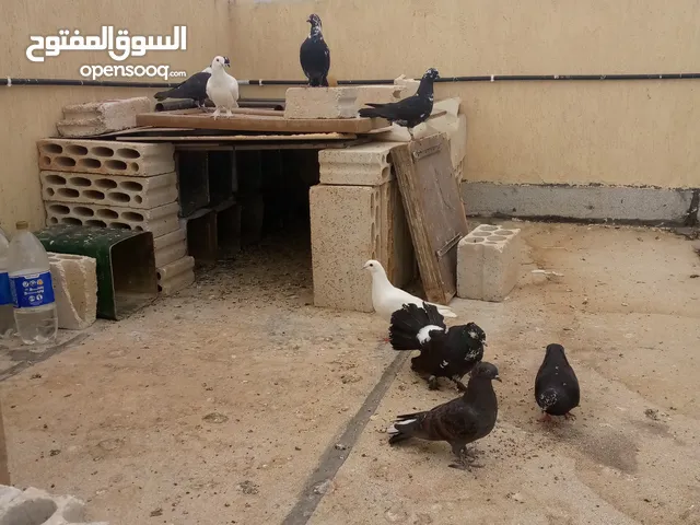 حمام لون أسود فقط عدد 13طير