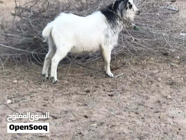 جدي وعناق الله يبارك