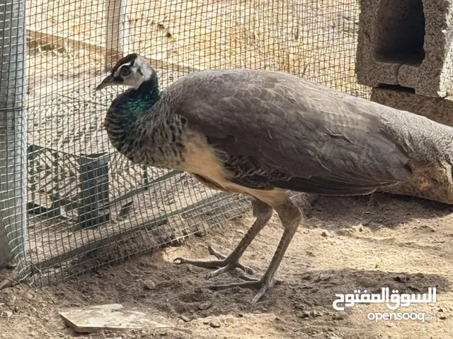 أنثى الطاؤوس
