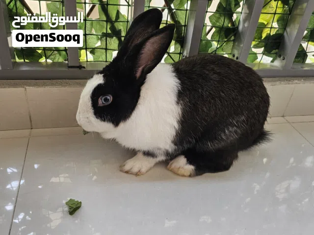 2 Healthy Rabbits for Rehoming - Ajman