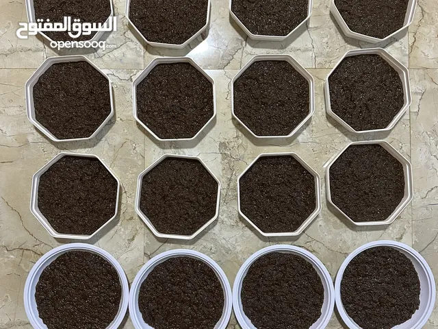 حلوى الكبش طازجه الأصيلة وحلوى الثوم