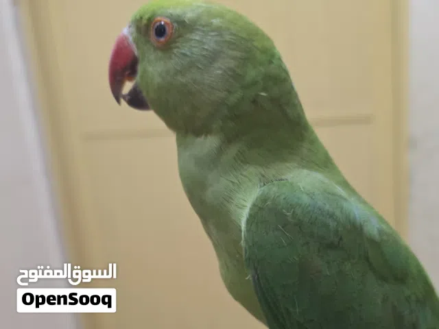 متووه للبيع
