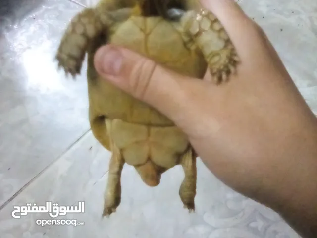 لشراء سلاحف سلوكاته