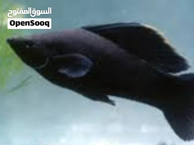 سمك مولي جابيات