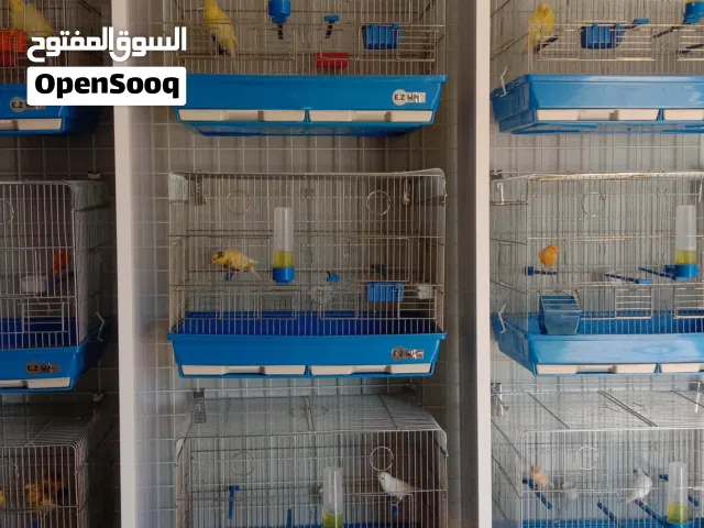 اقفاص تزاوج